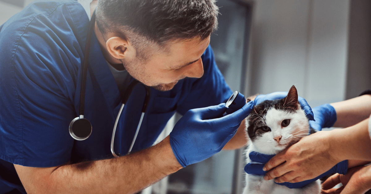 Here’s Why Veterinary Practice Owners Shouldn’t Adjust Employees’ TimeSheets