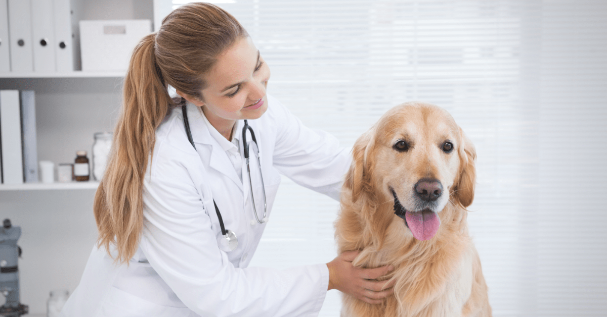 4 Essential Veterinary Documents to Avoid Getting Sued