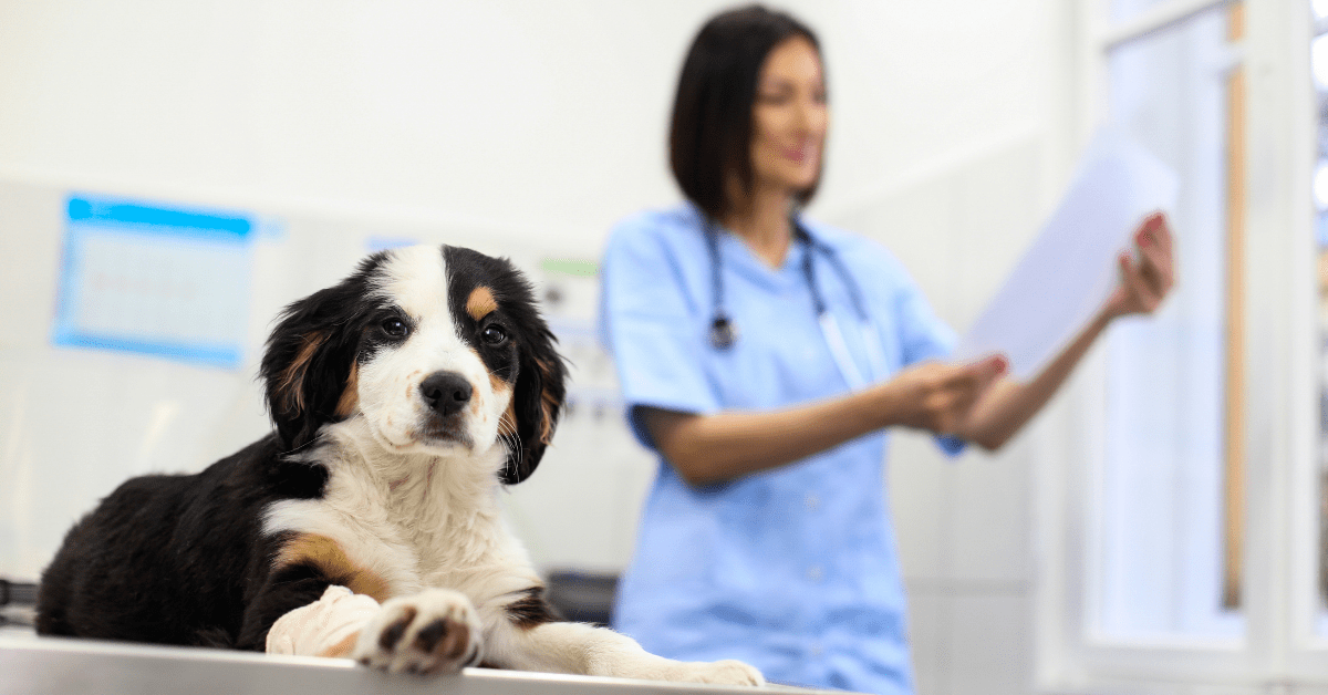Why Documenting Poor Employee Performance in Your Veterinary Practice is Crucial