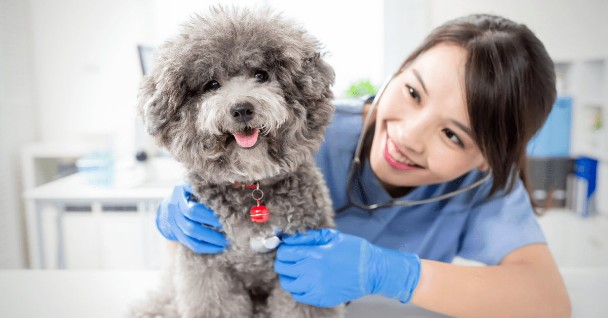 A Veterinarian’s Guide to Paid Leave vs. Unpaid Leave